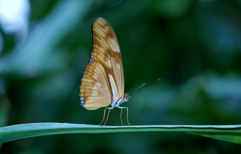 Identifying Insects