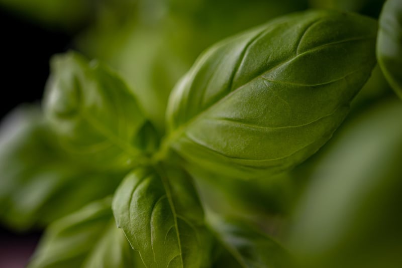 Herb Wall in the Kitchen
